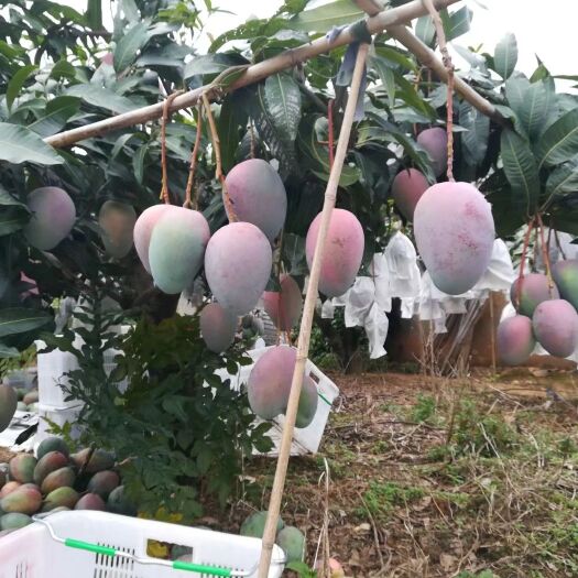 攀枝花凯特二级果芒果 支持代办 落地配 市场专线