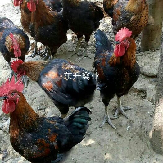 南宁 灵山黑土鸡苗
