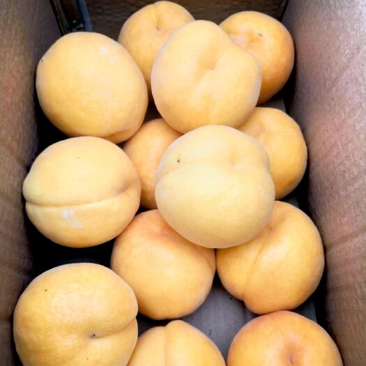 淇县黄金蜜1号 果园现摘直发，5斤装黄金蜜一号42包邮