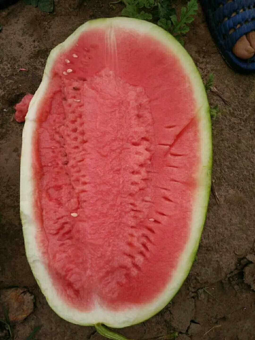 内蒙西瓜代办/通西瓜代办/ 西瓜代办