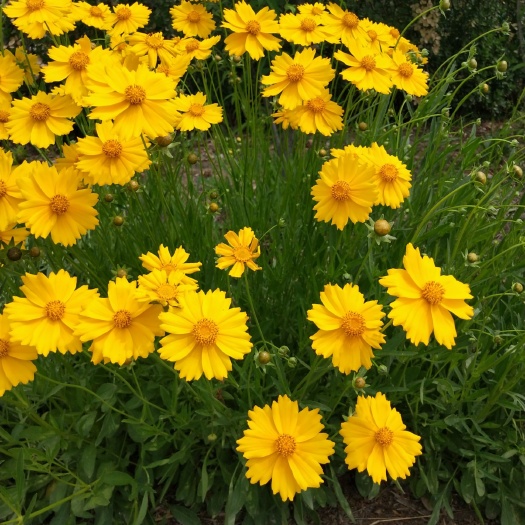 青州市金鸡菊苗