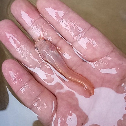 临沧鲶鱼苗  万合水产养殖有限公司