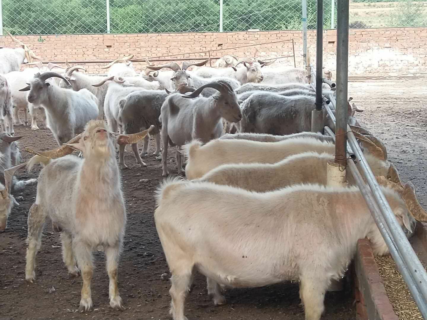  长年出售山公羊，绵羊，现在有千数来个山羊大骚公急出售