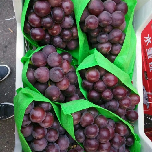 饶阳县乒乓球葡萄  藤捻葡萄大量上市口感好质量好价格优产地直供货源充足