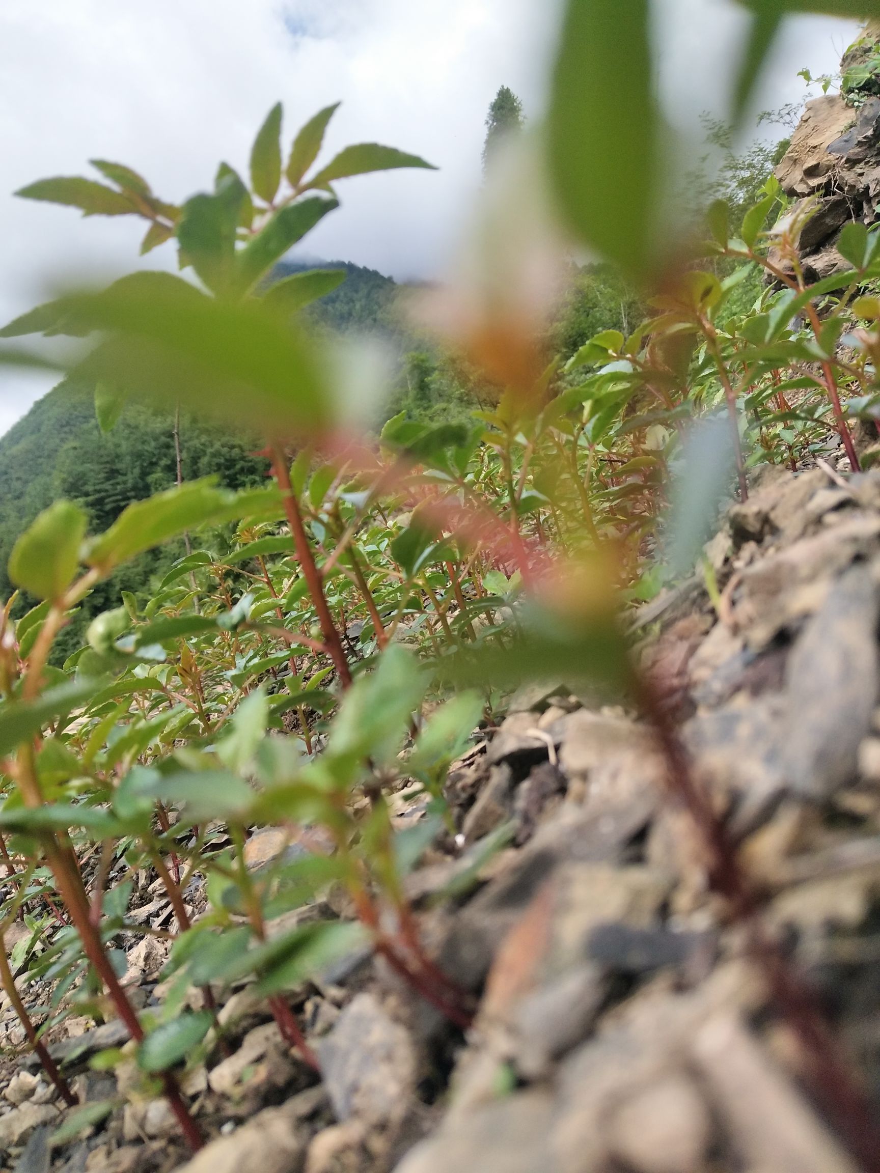 汉源花椒 特级 鲜花椒