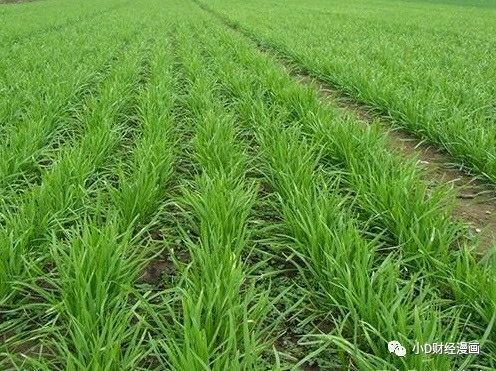 太原 农药0残留韭菜