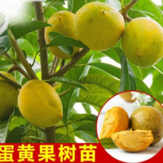 龙州县蛋黄果实生苗