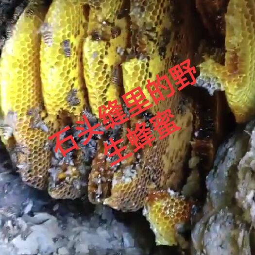 蒙阴县 石头缝里的纯野生蜂蜜，往下翻看视频