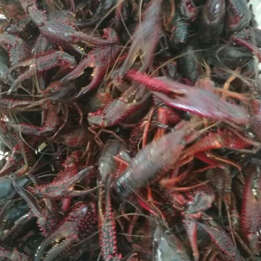 天门市 清水小龙虾