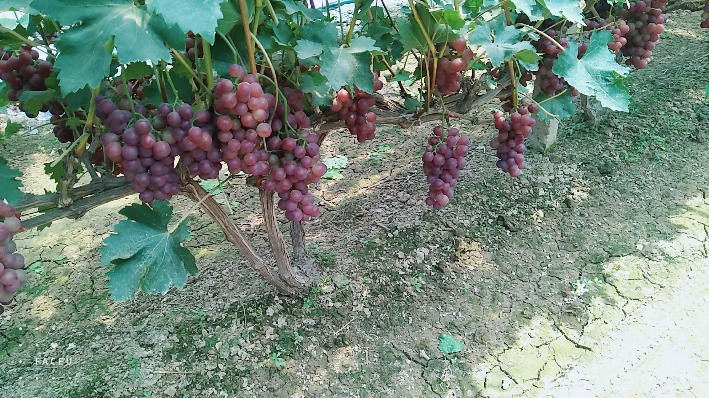 绯红葡萄 0.8-1斤 5%以下 1次果