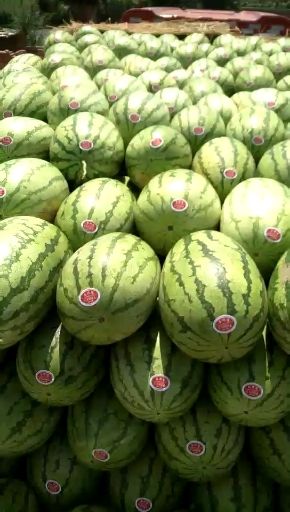 内蒙西瓜代办/通西瓜代办/ 西瓜代办