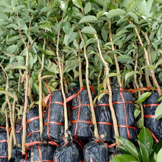 灵山县白糖罂荔枝苗 白糖罂荔枝，三月红荔枝熟了就到白糖罂，是最好管理的品种