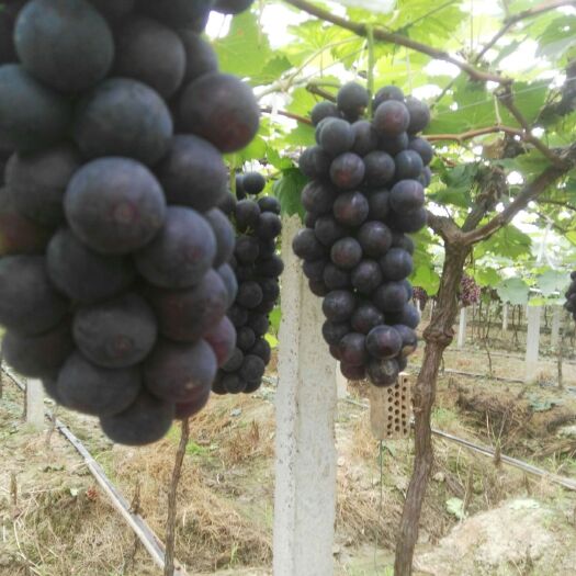 宁波夏黑葡萄 一次果，