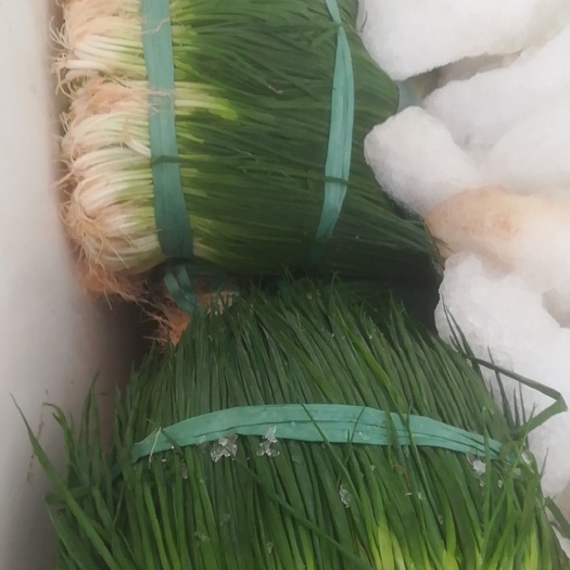 六安四季葱 云南基地小香葱，长年供应，量大优惠