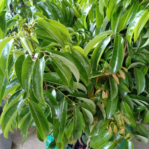 灵山县仙进奉荔枝苗，果清甜，皮色红色靓丽，果耐放，果放四五天不变