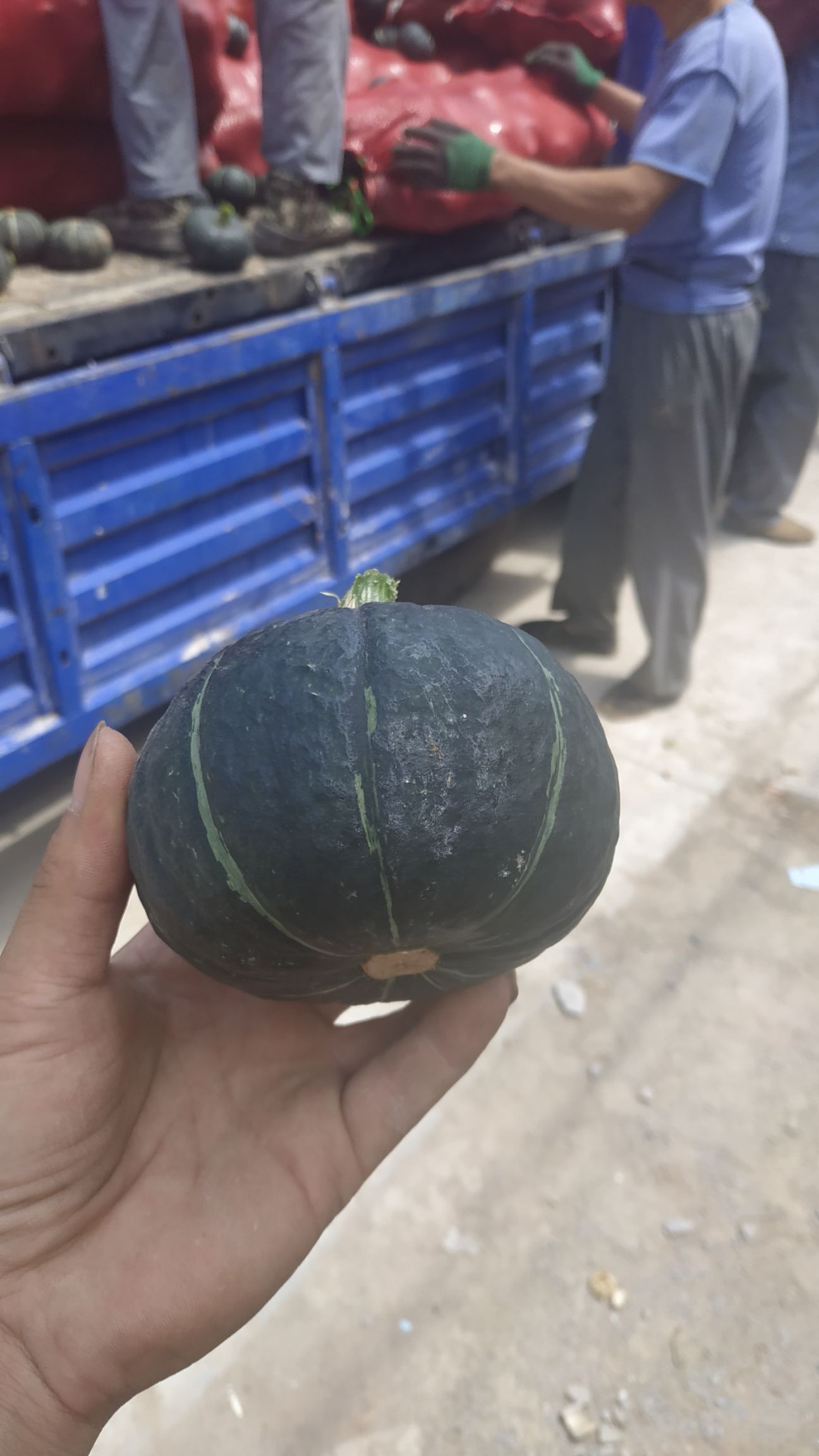 贝贝南瓜4-8个5斤装