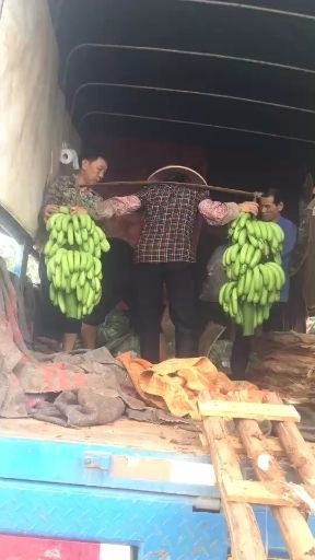 徐闻县 芭茜香蕉