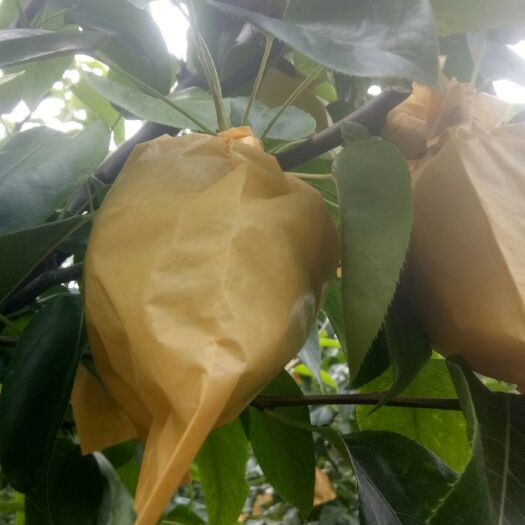 砀山县 好吃滴翠玉梨