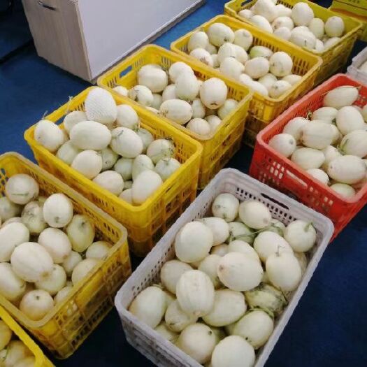 东莞市八里香甜瓜 露地种植，口感甜脆，味道杠杠的