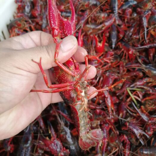 潜江市潜江小龙虾 精品红两虾 货源稳定品质好