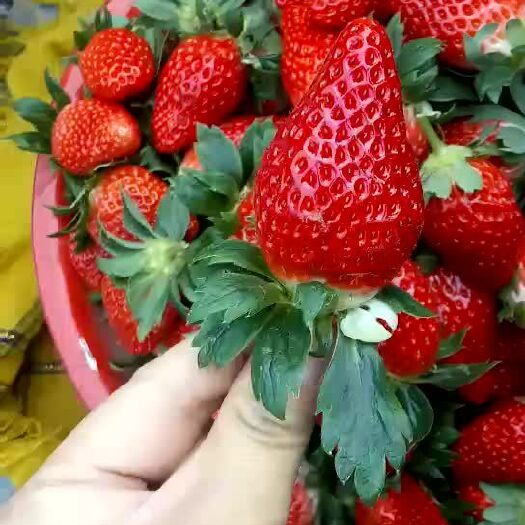 泰安 草莓苗批发