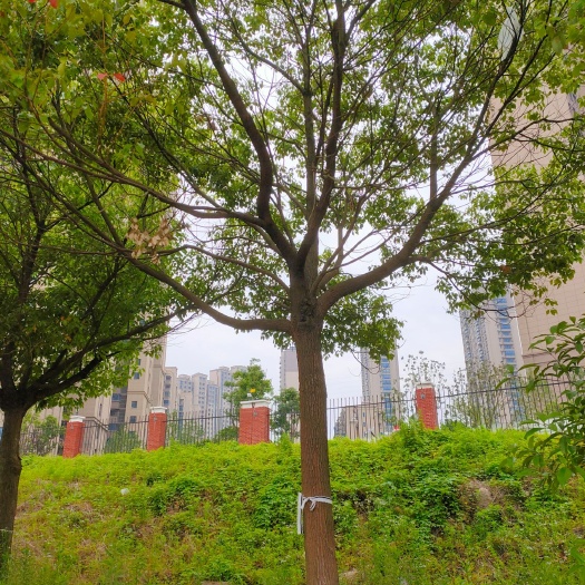 常州全冠香樟