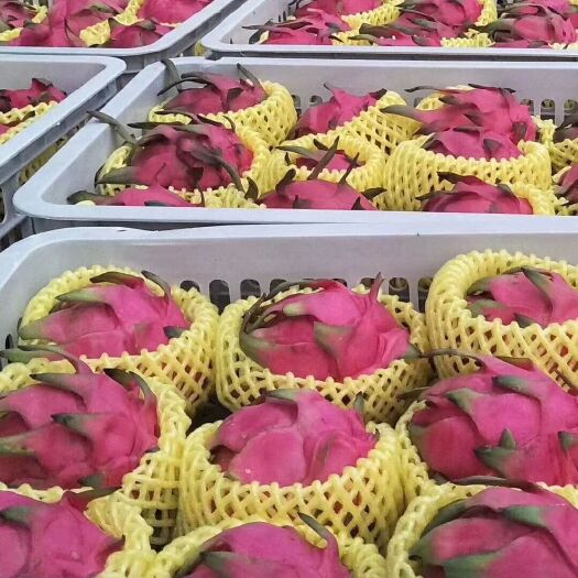 遂溪县火龙果 广东省湛江市遂溪县 特级果 红色