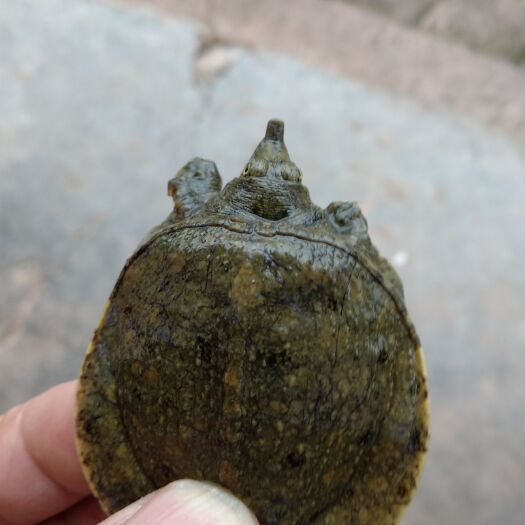 重庆市甲鱼苗  中华蟹苗