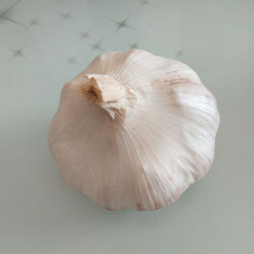 唐河县红皮大蒜 要多大的提前说明