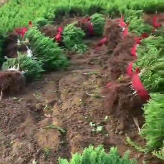 日照小龙柏蜀桧苗
