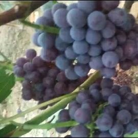 威县 夏黑葡萄以大量上市糖分18