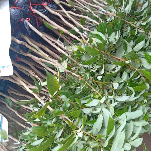 灵山县妃子笑荔枝苗 妃子笑荔，鸡嘴荔，白糖罂