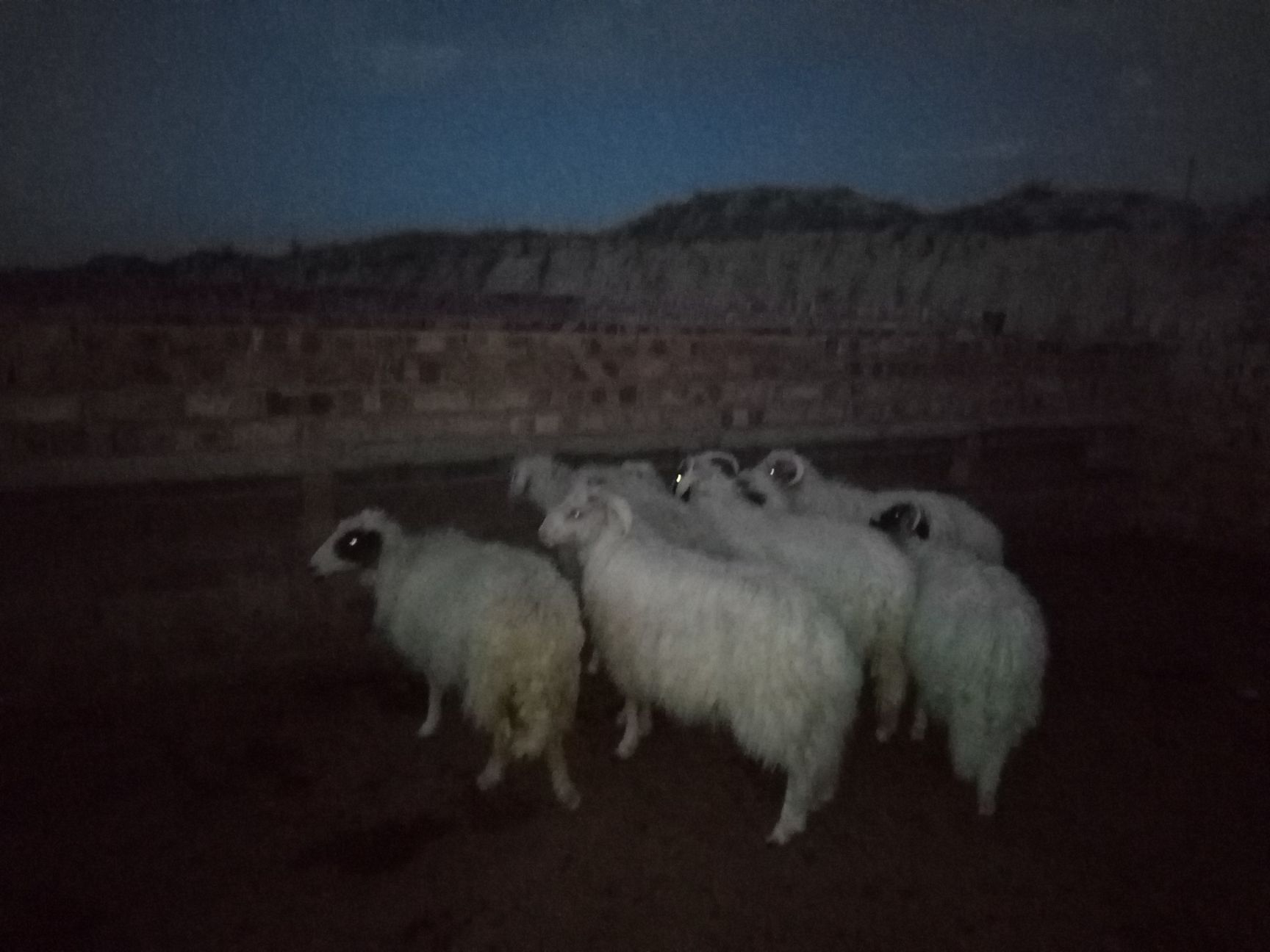 30斤以下羊批发采购_30斤以下羊供应_30斤以