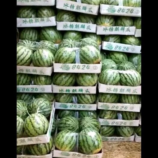 太康县8424西瓜  8424  万亩西瓜上市 欢迎各地老板选购