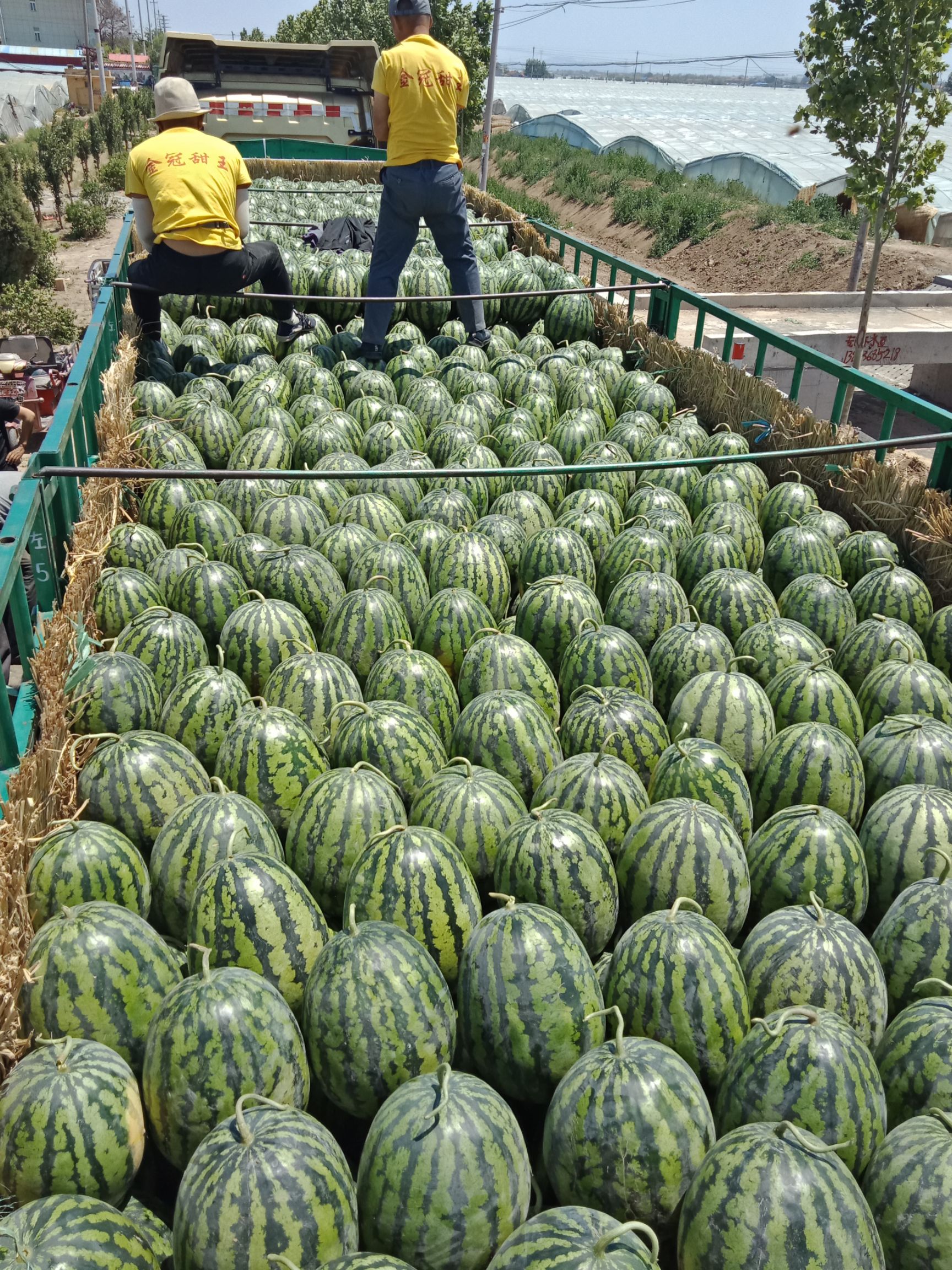 内蒙西瓜代办/通西瓜代办/ 西瓜代办