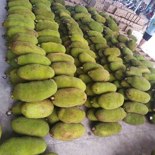 保亭县海南菠萝蜜 饱满青皮大果，1.6一斤，大量批发！零售一件代发也支持！