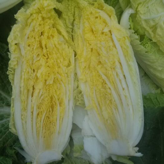 隆化县 大娃娃菜口感好，新鲜，耐运输，欢迎采购