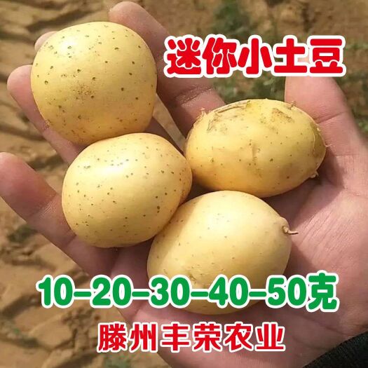 滕州市 大量供货迷你小土豆，休闲美食原料，一两50克以下