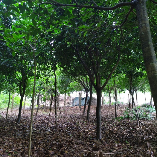 简阳市 精品桂花树~树形优美