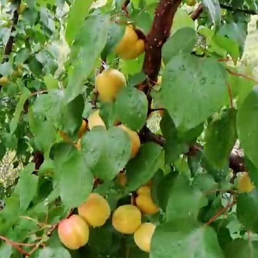 大荔县黄金桃 60mm以上 3 - 4两 黄桃