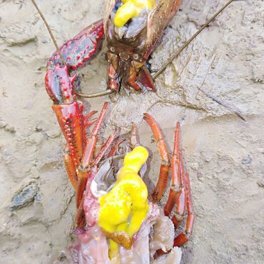 内江 小龙虾种苗