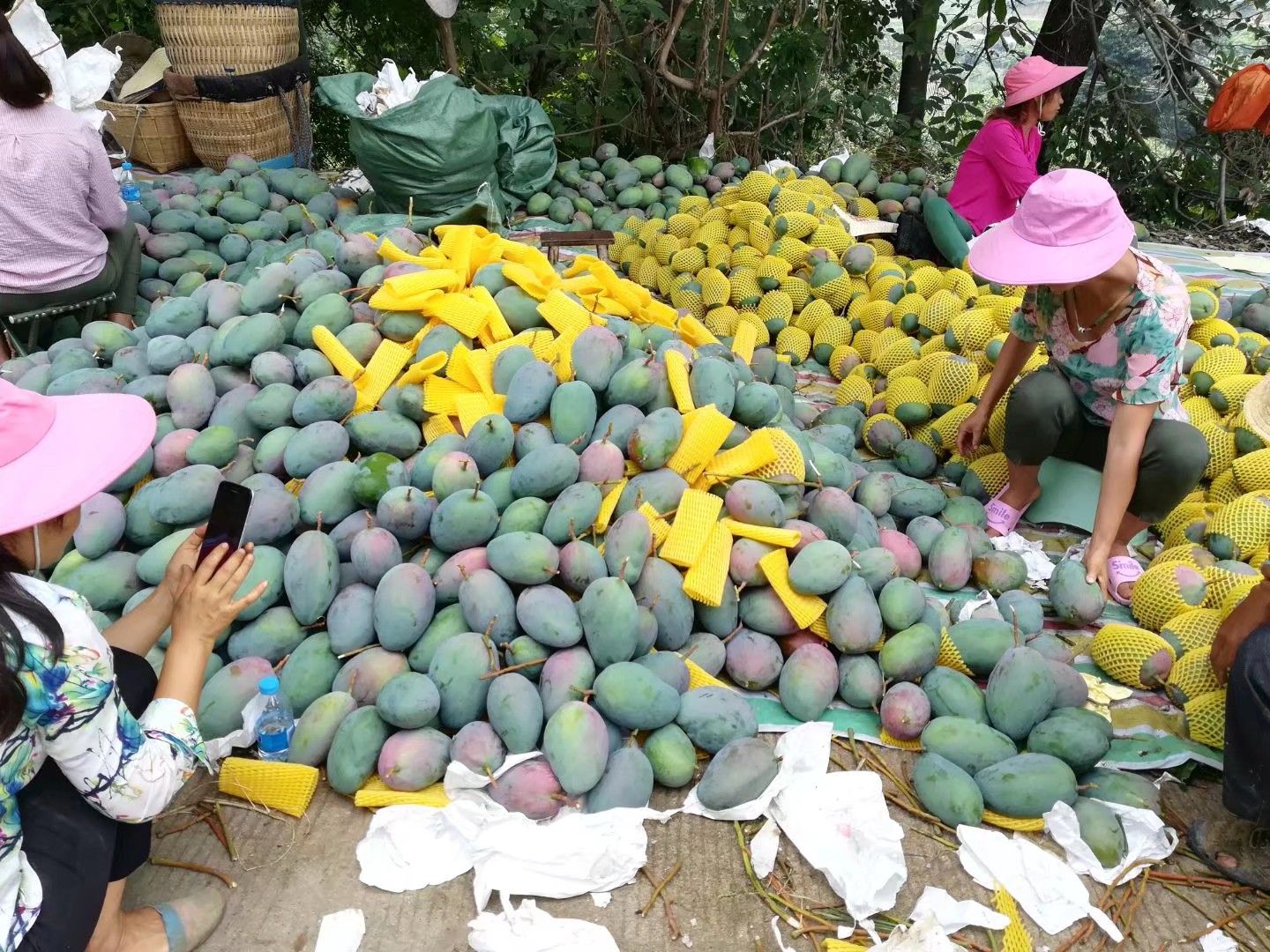 凯特芒 攀枝花果 支持整车出货