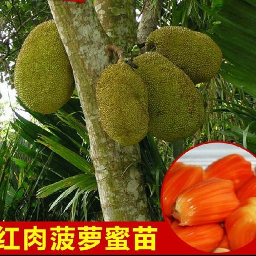龙州县越南菠萝蜜苗 正宗泰国红肉苗 种植2年挂果
