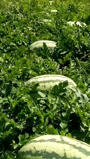 内蒙西瓜代办/通西瓜代办/ 西瓜代办