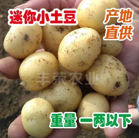 滕州市 大量供货迷你小土豆，一两以下，黄皮黄心产地直供