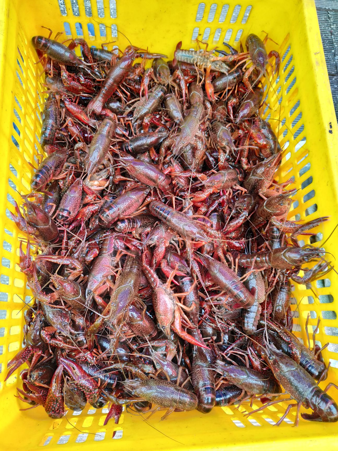 潜江小龙虾小青中青中红大青大红456-789以上两虾包邮