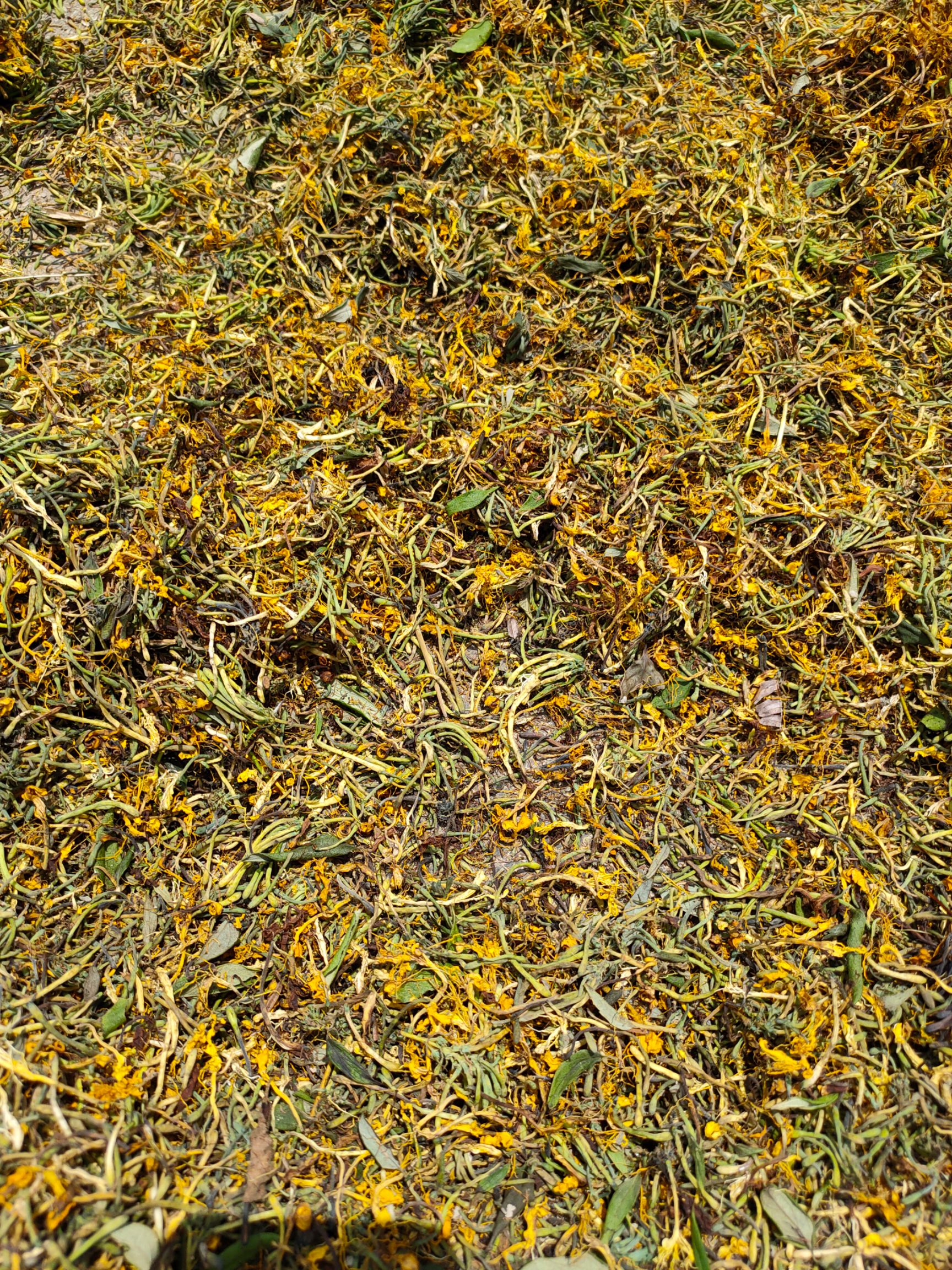 金银花干货广西金银花山银花无绒毛金银花