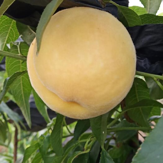 蒙阴县 黄金蜜桃使用农家肥，不打除草剂，山泉水灌溉，天然绿色食品