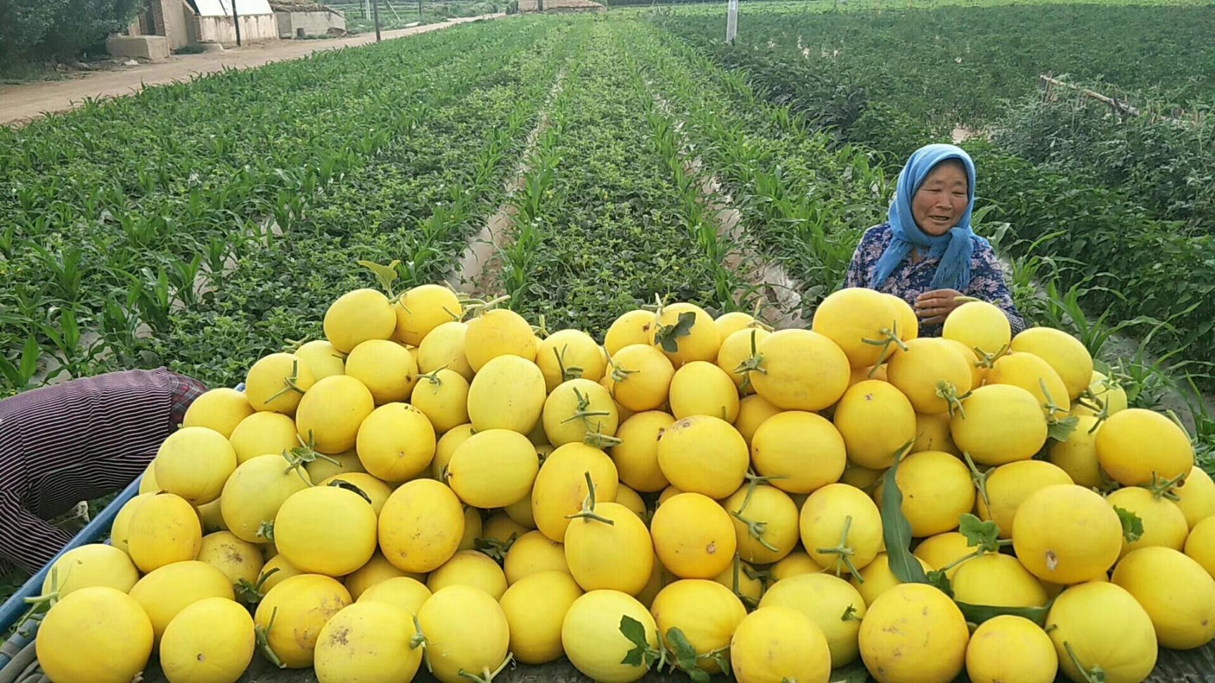 供应大厅  水果 甜瓜