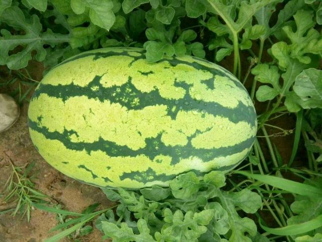 内蒙西瓜代办/通西瓜代办/ 西瓜代办